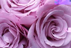 roos charles de gaulle